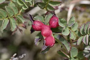Para: 80188652 Burnet Rose with Gall Cornwall, UK Diplolepis