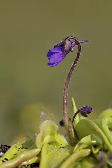 Anglesey: 80188653 Butterwort Flower Anglesey, Wales, UK Pinguicula