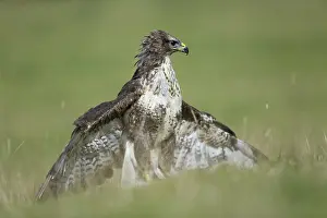 Wildl: 80188654 Buzzard - female displaying wings Wales