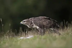 Buteo: 80188655 Buzzard - female with prey Wales, UK Buteo