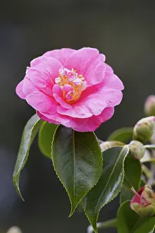 Chapman: 80188656 Camellia Flower Cornwall, UK David Chapman