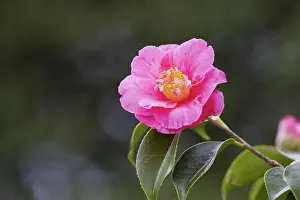 Chapman: 80188657 Camellia Flower Cornwall, UK David Chapman
