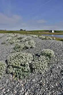 Anglesey: 80188658 Cemlyn Bay - Sea Kale in flower Anglesey