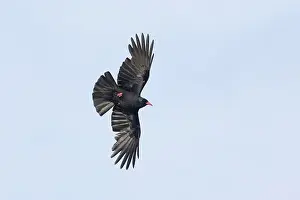 Anglesey: 80188659 Chough - in flight Anglesey, Wales, UK