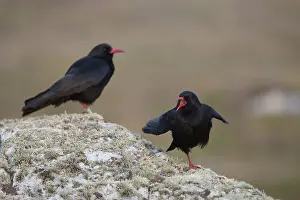 Anglesey: 80188660 Chough - two Anglesey, Wales, UK Pyrrhocorax