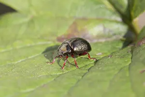Wildilfe: 80188661 Leaf Beetle Cornwall, UK Chrysolina banksi