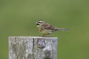 Emberiza: 80188662 Cirl Bunting Devon, UK Emberiza cirlus