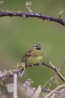 Bramble: 80188663 Cirl Bunting - on bramble Devon, UK Emberiza
