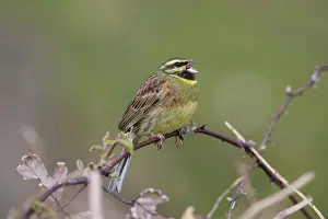 Emberiza: 80188664 Cirl Bunting - singing Devon, UK Emberiza