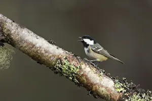 Coal: 80188667 Coal Tit - calling Scotland, UK Parus ater