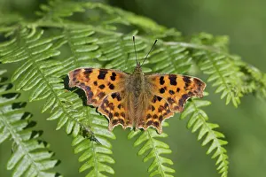 Comma: 80188668 Comma Butterfly - on Bracken Cornwall