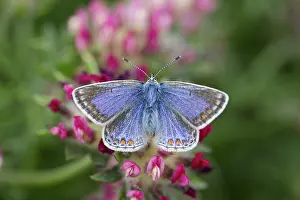 Anglesey: 80188669 Common Blue Butterfly - female Anglesey