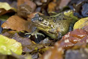 Rana: 80188670 Common Frog - Autumn Cornwall, UK Rana