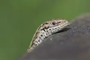 Lacerta: 80188671 Common Lizard - head Cornwall, UK Lacerta