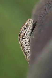 Lacerta: 80188672 Common Lizard - head Cornwall, UK Lacerta