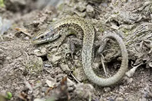 Lacerta: 80188673 Common Lizard Cornwall, UK Lacerta vivipara