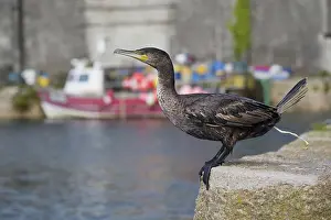 Brit: 80188674 Cormorant - juvenile excreting Cornwall