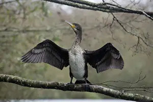 Drying: 80188675 Cormorant - juvenile drying wings Cornwall