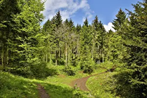 Herefordshire: 80188676 Credenhill Woods Herefordshire, UK David