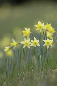 Grow: 80188680 Daffodil Flowers - Spring Cornwall, UK