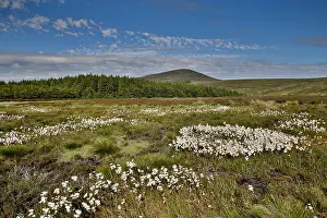 David: 80188681 Dalby Moor - Summer Isle of Man, UK David