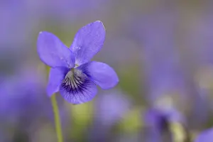 Grow: 80188684 Dog Violet Flower Cornwall, UK Viola riviniana