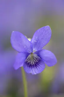 Grow: 80188685 Dog Violet Flower Cornwall, UK Viola riviniana