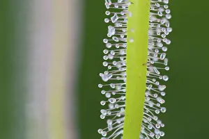 Sticky: 80188686 Forked Leaved Sundew - sticky globule tipped