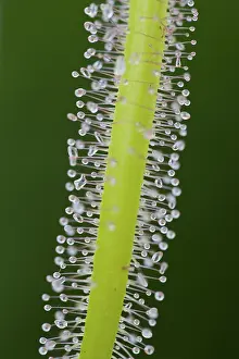 Sticky: 80188687 Forked Leaved Sundew - sticky hairs on