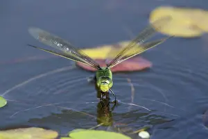 Ovipositing: 80188691 Emperor Dragonfly - female Ovipositing