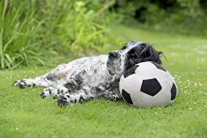 Springer: 80188693 Springer Spaniel - using football cushion