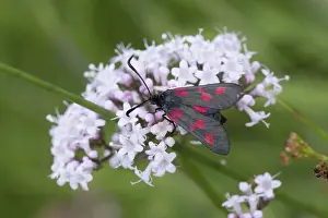 Burnet: 80188694 Five Spot Burnet Moth - on flower Cornwall