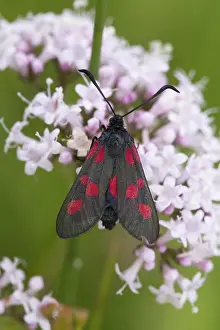 Burnet: 80188695 Five Spot Burnet Moth - on flower Cornwall