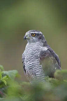 Accipiter: 80188702 Goshawk - male Wales, UK Accipiter gentilis