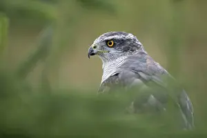 Accipiter: 80188703 Goshawk - male Wales, UK Accipiter gentilis