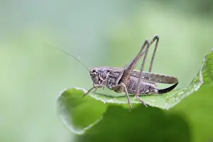 Cricket: 80188705 Grey Bush Cricket Isles of Scilly, UK Platycleis