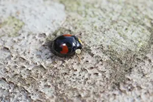 Harmonia: 80188707 Harlequin Ladybird Cornwall, UK Harmonia