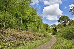 Chapman: 80188708 Haugh Woods Herefordshire, UK David Chapman