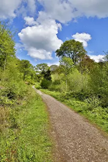 Chapman: 80188709 Haugh Wood Herefordshire, UK David Chapman