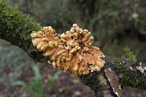 Hazel: 80188710 Hazel Gloves Fungus - Autumn Cornwall