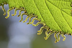 Hazel: 80188711 Hazel Sawfly Larvae - on leaf Cornwall