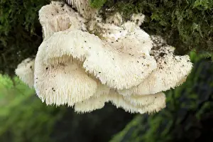 Decay: 80188712 Hedgehog Fungus - Autumn Cornwall, UK Hericium