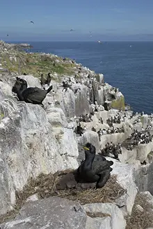 Farne: 80188716 Seabird Colony - with Shags at nest Inner