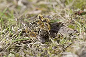Wildife: 80188717 Ivy Mining Bee Cornwall, UK Colletes hederae