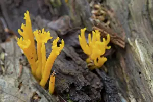 Jelly: 80188718 Jelly Antler Fungus Cornwall, UK Calocera