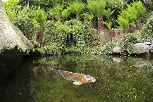 Carp: 80188720 Koi Carp Trebah Garden, Cornwall, UK David