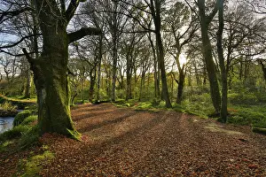 Brit: 80188721 Lanhydrock - Autumn Cornwall, UK David