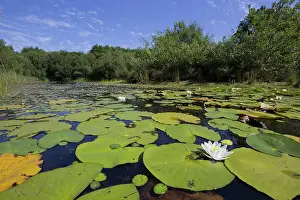 Trust: 80188723 Little Bradley Ponds Devon Wildlife Trust