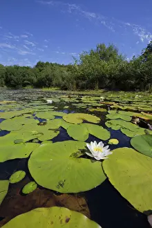 David Chapman: 80188724 Little Bradley Ponds Devon Wildlife Trust