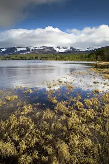 Morlich: 80188726 Loch Morlich Speyside, Scotland, UK David